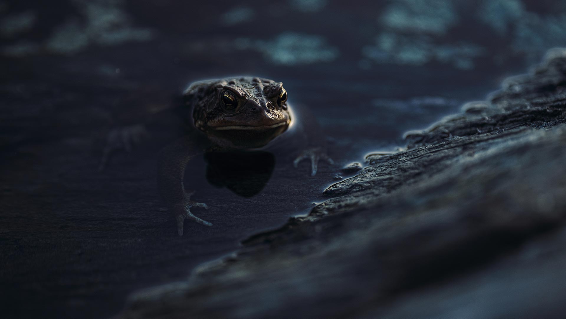Frog