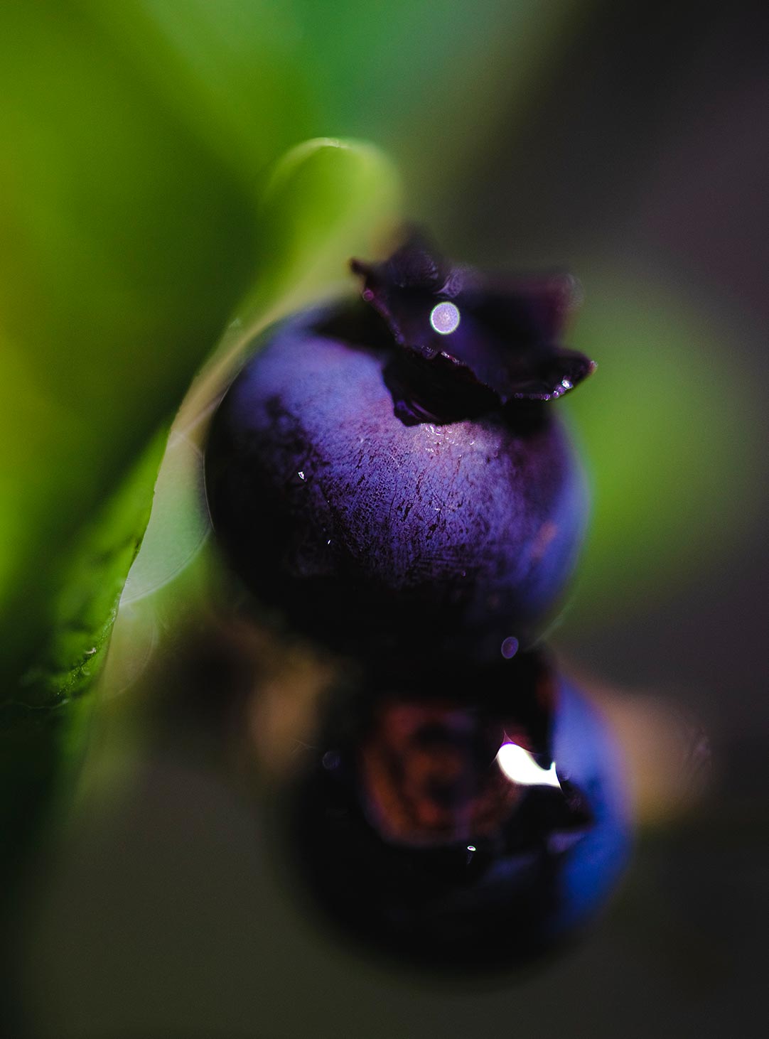 Blueberries